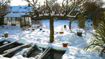 What to Grow in a Greenhouse in Winter